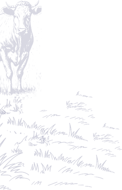 Cow Bg